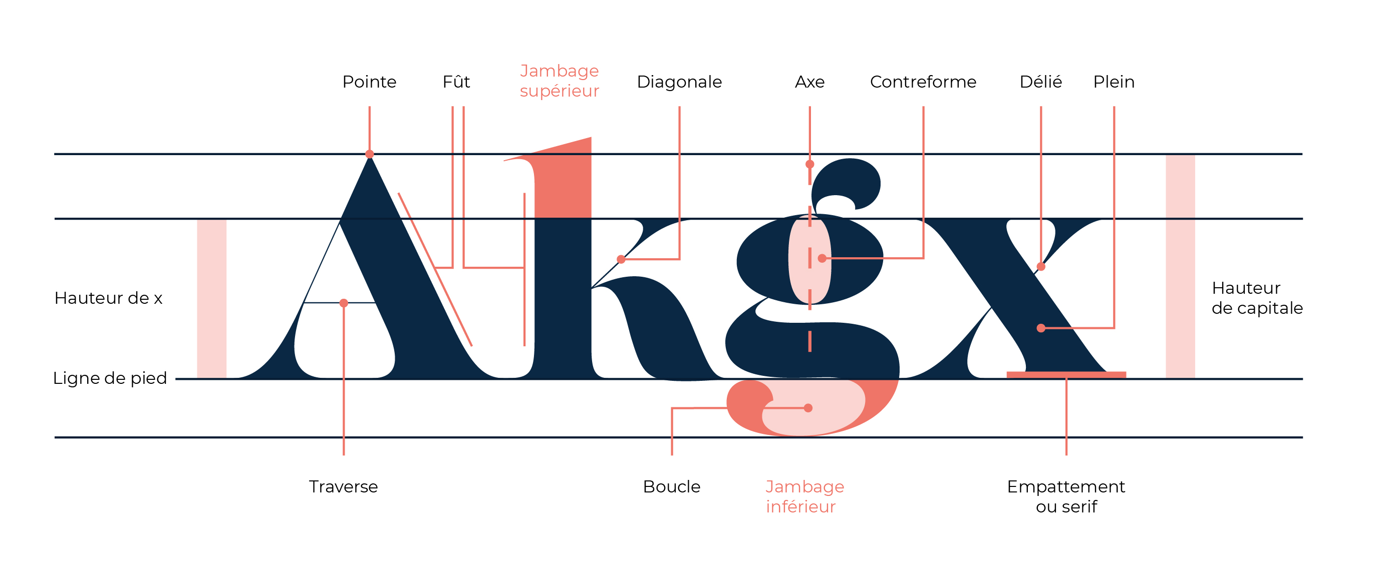 Anatomie typographie